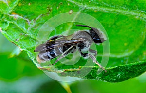 Megachile bees (Megachilidae), A solitary bee on a green leaf