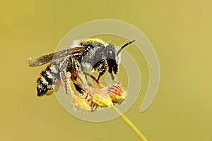 Megachile is a genus of bees in the family Megachilidae