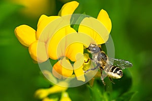 Leafcutter Bee - Genus Megachile photo