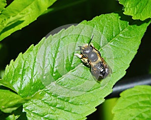 Megachile willughbiella.