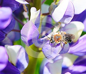 Megachile willughbiella.