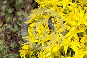 Leafcutter Bee on Sedum
