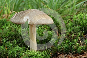 Megacollybia platyphylla - Eatable Mushroom photo