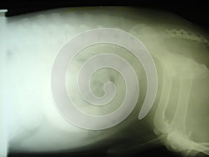 Megacolon by dog - (x-ray) picture photo