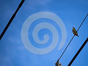 The Megalaima Lineata Bird Perched on The Power Line