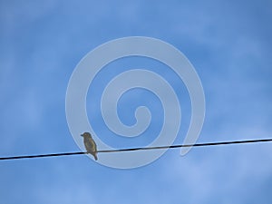 The Megalaima Lineata Bird Standing