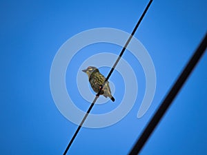 Megalaima Lineata Perched on The Wire