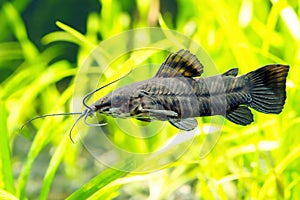 thoracatum catfish
