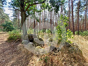 Megalithic tomb Haldensleben 40 in the German forest photo