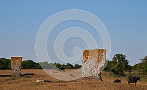 Megaliths and sheeps, Isle if Oeland, Sweden