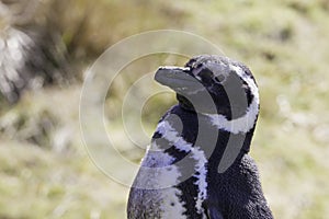 Megallanic Penguin (Spheniscus magellanicus) photo