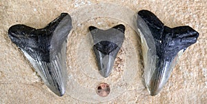 Megalodon Shark Teeth.