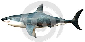 Megalodon Side Profile