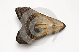 Megalodon Tooth