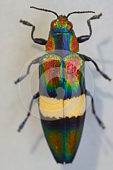 Megaloxantha bicolor is a species of metallic wood-boring beetles in the family Buprestidae.