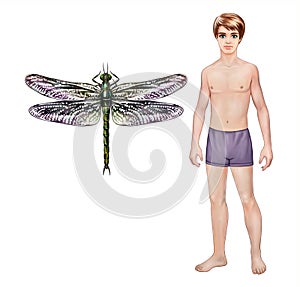 Meganeura - dragonfly insect