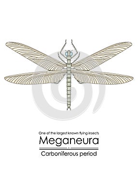 Meganeura, one of the largest known flying insects