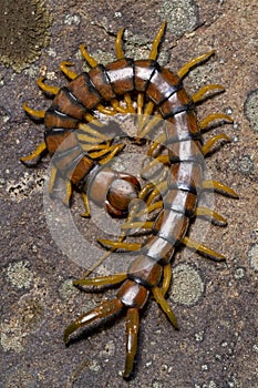 Megarian centipede (Scolopendra cingulata)