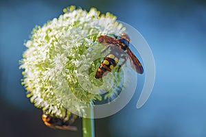 Megascolia maculata. The mammoth wasp. Scola giant wasp on a onion flower. Scola lat. Megascolia maculata is a species of large