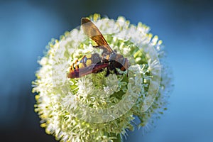 Megascolia maculata. Scola giant wasp on a onion flower. Megascolia maculata is a species of large wasps from the family of scaly