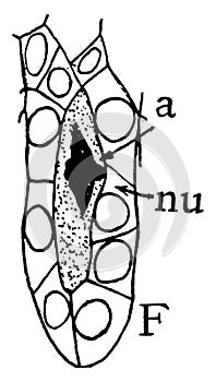 Megaspore Formation Stage 6 vintage illustration