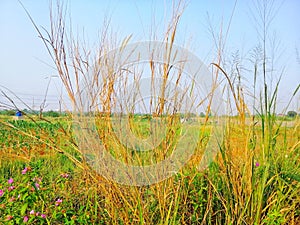 Megathyrsus maximus is a species of plant belonging to the Poaceae family. photo