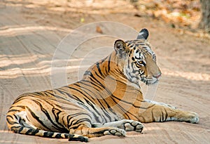 Megestic Tigress of Banghavgarh