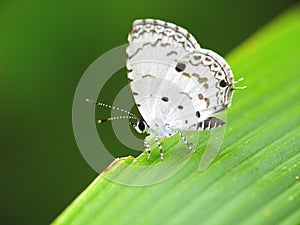 Megisba malaya sikkima a white butterfly