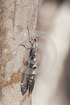 Megistopus flavicornis precious species of the Neuroptera family perched and mimicked on a branch