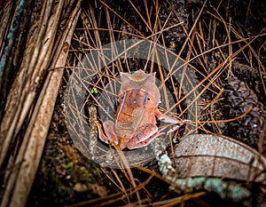 Megophrys montana photo