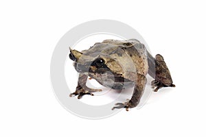 Megophrys montana toad Closeup on white background