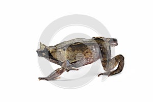 Megophrys montana toad Closeup on white background