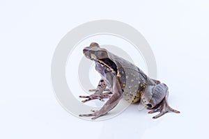 Megophrys parva Lesser Stream Horned Frog : frog on white back