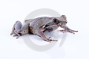 Megophrys parva Lesser Stream Horned Frog : frog on white back