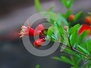 Megranate flower