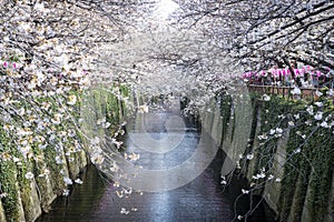 Meguro Canal
