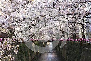 Meguro river cherry blossoms sakura festival soft filter