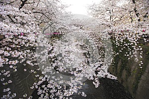 Meguro river cherry blossoms sakura festival soft filter