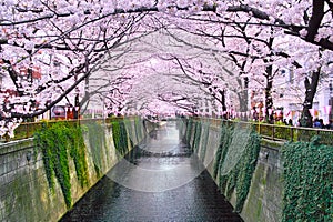 Meguro River in full bloom of cherry blossoms