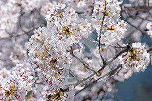 Meguro Sakura (Cherry blossom) Festival