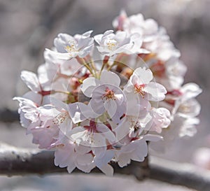 Meguro Sakura (Cherry blossom) Festival