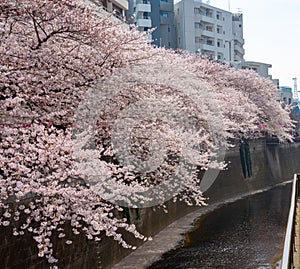 Meguro Sakura (Cherry blossom) Festival