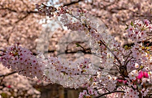 Meguro Sakura (Cherry blossom) Festival