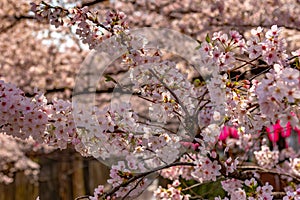 Meguro Sakura (Cherry blossom) Festival