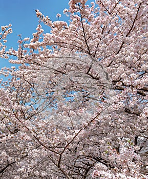 Meguro Sakura (Cherry blossom) Festival