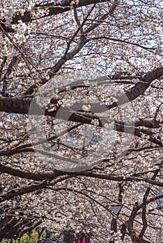 Meguro Sakura (Cherry blossom) Festival