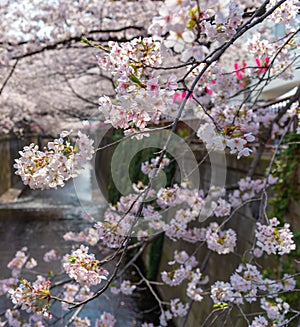 Meguro Sakura (Cherry blossom) Festival