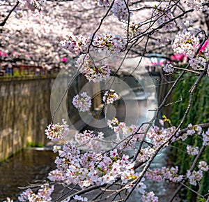 Meguro Sakura (Cherry blossom) Festival