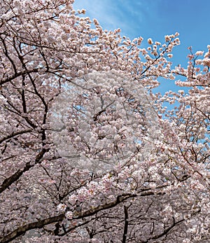 Meguro Sakura (Cherry blossom) Festival