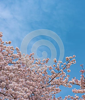 Meguro Sakura (Cherry blossom) Festival